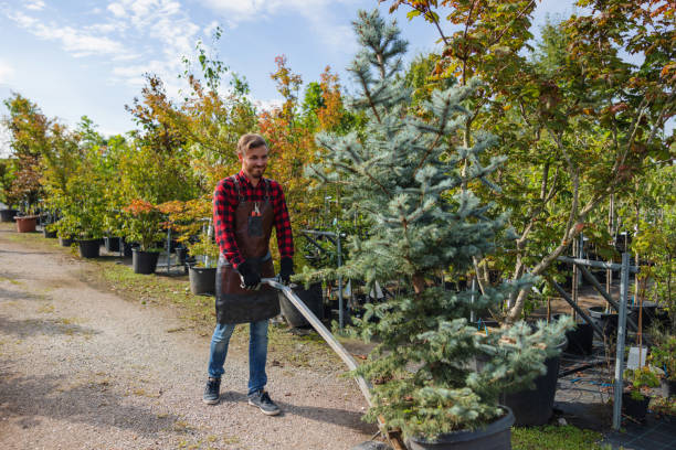 Best Emergency Tree Service  in Kitsap Lake, WA